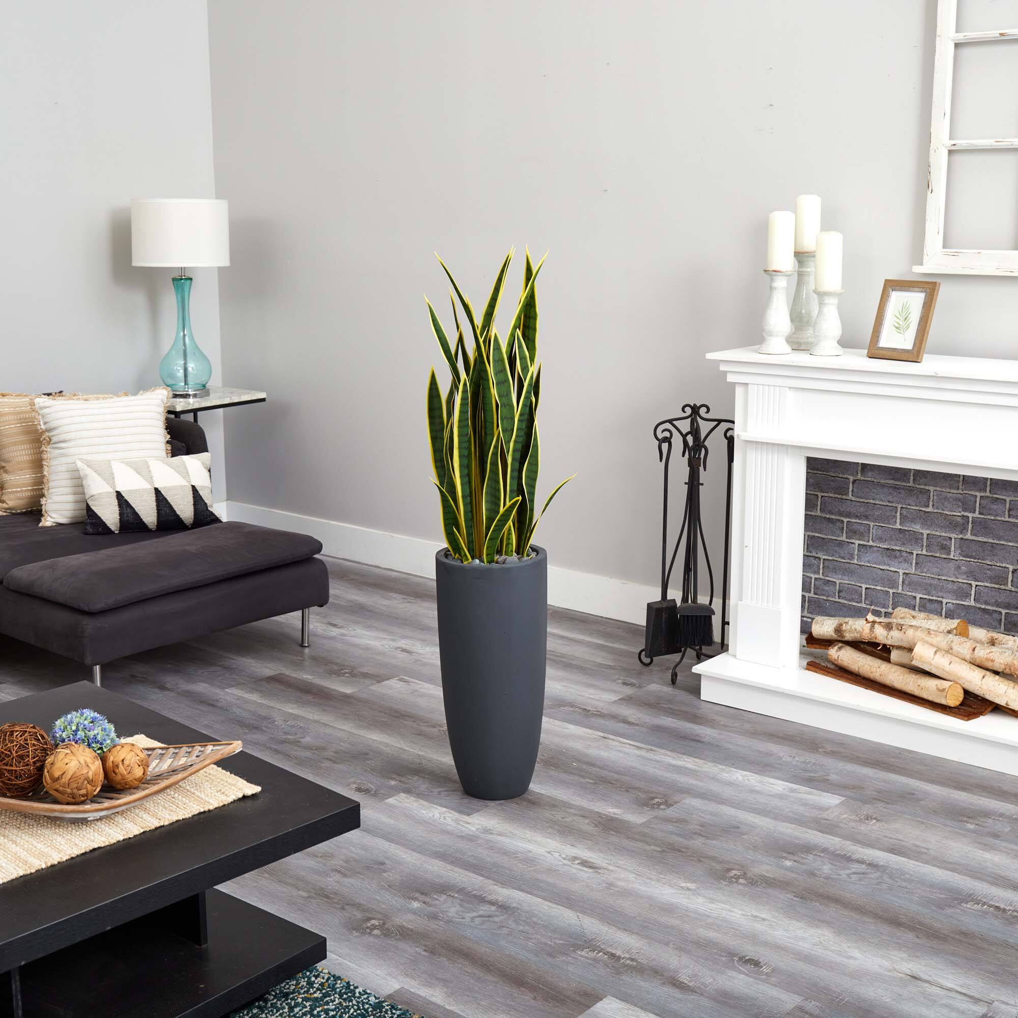 4.5ft. Sansevieria Plant in Gray Planter